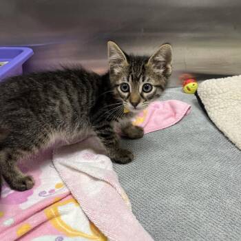 Fettuccine -  Domestic Short Hair Cat for Adoption in Hawthorne, California - Fettuccine | PetCurious