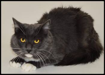 Harry A061365 -  Domestic Medium Hair Cat for Adoption in San Andreas, California - Harry A061365 | PetCurious