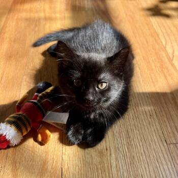 Alan (bonded with Jackson) -  Domestic Short Hair Cat for Adoption in Chicago, Illinois - Alan (bonded With Jackson) | PetCurious