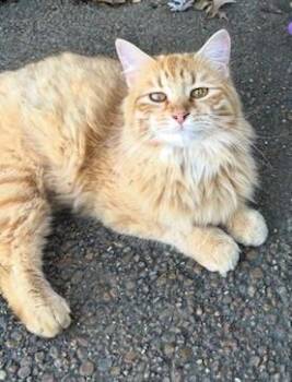 Buddy -  Domestic Medium Hair and Domestic Short Hair Cat for Adoption in Memphis, Tennessee - Buddy | PetCurious