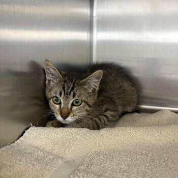 Jovia -  Domestic Short Hair Cat for Adoption in Spokane, Washington - Jovia | PetCurious