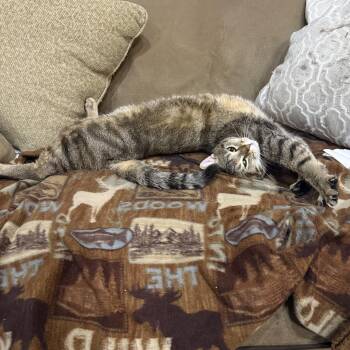 Loki -  Domestic Short Hair Cat for Adoption in Northwood, Ohio - Loki | PetCurious