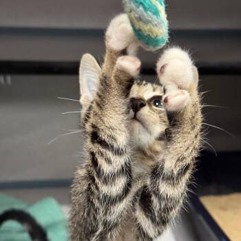 Power -  Domestic Short Hair Cat for Adoption in Goleta, California - Power | PetCurious