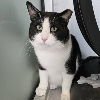 Rescue Domestic Short Hair Cats for Adoption in Lakewood, Colorado - Will Feral | PetCurious