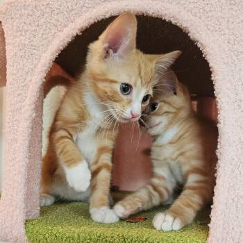Tabby Cats Available for Adoption in Chicago, Illinois - Phineas  And Ferb | PetCurious