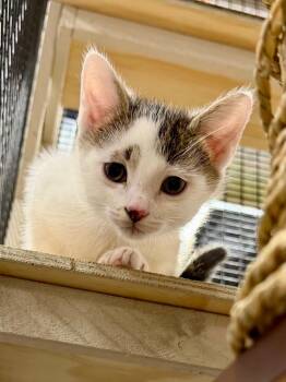 Donkey -  Domestic Short Hair Cat for Adoption in Calgary, Alberta - Donkey | PetCurious