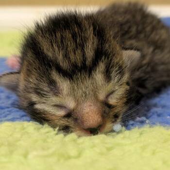 Lucian -  Domestic Short Hair Cat for Adoption in Brownsboro, Alabama - Lucian | PetCurious