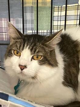 Rescue Domestic Short Hair Cats for Adoption in Lunenburg, Massachusetts - Milo Ll | PetCurious