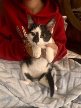 Butterbean -  Domestic Short Hair Cat for Adoption in Groveland, Massachusetts - Butterbean | PetCurious