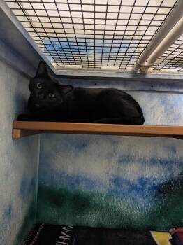 Rescue Domestic Short Hair Cats for Adoption in Altoona, Pennsylvania - Salem | PetCurious