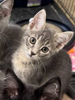 Domestic Short Hair Cats Available for Adoption in Oviedo, Florida - Dash | PetCurious