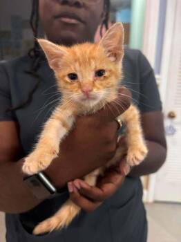 General Tso -  Domestic Short Hair Cat for Adoption in Statesboro, Georgia - General Tso | PetCurious