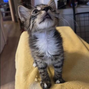 Ollie -  Domestic Medium Hair Cat for Adoption in Buffalo, New York - Ollie | PetCurious