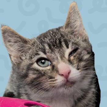 Wonton -  Domestic Short Hair Cat for Adoption in Reno, Nevada - Wonton | PetCurious
