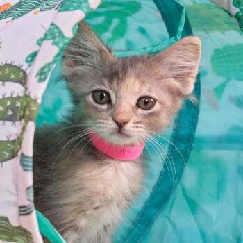 Rescue Domestic Long Hair Cats for Adoption in Morgan Hill, California - Cupcake | PetCurious