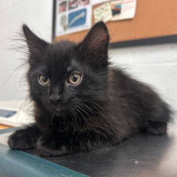 Beetle -  Domestic Medium Hair Cat for Adoption in Edinburg, Texas - Beetle | PetCurious