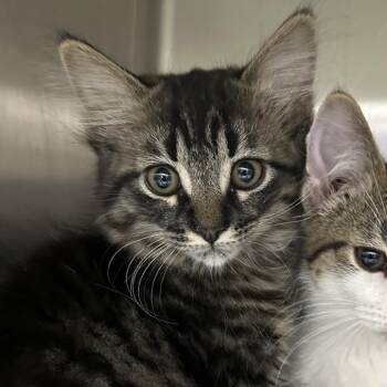 Oniononiononiononion -  Domestic Long Hair Cat for Adoption in Corbin, Kentucky - Oniononiononiononion | PetCurious