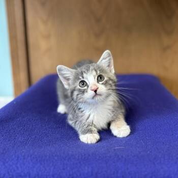 McNugget--In Foster -  Domestic Short Hair Cat for Adoption in Fargo, North Dakota - McNugget--In Foster | PetCurious