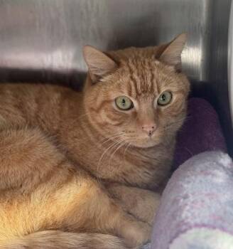 Domestic Short Hair Cats Available for Adoption - Peanut Butter | PetCurious