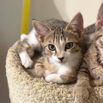Lil -  Domestic Short Hair Cat for Adoption in Georgetown, Kentucky - Lil | PetCurious