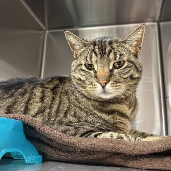 Domestic Short Hair Cats Available for Adoption in Spokane, Washington - Buck | PetCurious