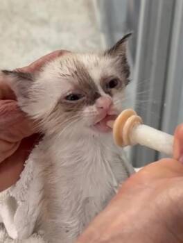 Snowshoe and Siamese Cats Available for Adoption in Brookhaven, Mississippi - Geneva 26 | PetCurious