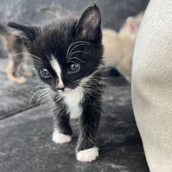 Fieval -  Domestic Short Hair Cat for Adoption in Grantsville, Utah - Fieval | PetCurious