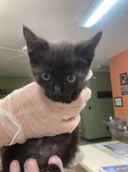 Derby -  Domestic Short Hair Cat for Adoption in Burnsville, North Carolina - Derby | PetCurious
