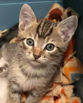 Domestic Short Hair and Tabby Cats Available for Adoption in San Jose, California - Ryland Bonded W/Eva Stratt | PetCurious