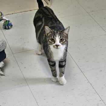 Rescue Domestic Short Hair Cats for Adoption in Midland, Texas - Swirly | PetCurious