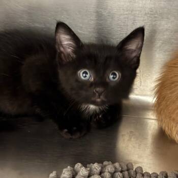 South Africa -  Domestic Short Hair Cat for Adoption in League City, Texas - South Africa | PetCurious