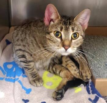 Domestic Short Hair Cats Available for Adoption - EXETER | PetCurious