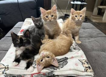 Calico and Domestic Long Hair Cats Available for Adoption in Rosenberg, Texas - Chutney | PetCurious