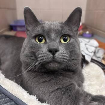 Domestic Short Hair Cats Available for Adoption in Bowmanville, Ontario - Nimbus | PetCurious
