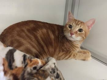 Domestic Short Hair Cats Available for Adoption in Youngtown, Arizona - Justin-Queso | PetCurious