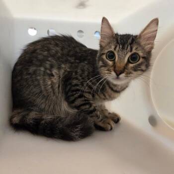 Domestic Short Hair Cats Available for Adoption in Pasadena, California - Zebra | PetCurious