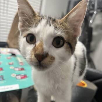 Rescue Domestic Short Hair Cats for Adoption in Troy, Illinois - Tess | PetCurious