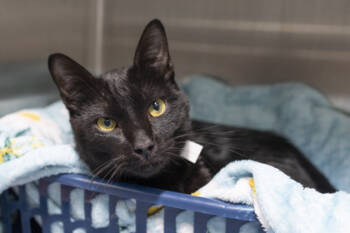 Rescue Domestic Short Hair Cats for Adoption in North Charleston, South Carolina - 88316a Controller | PetCurious