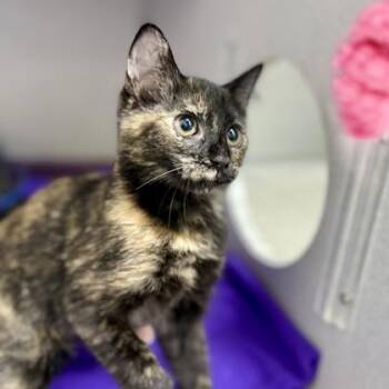 Porsche -  Domestic Short Hair Cat for Adoption in Atlanta, Georgia - Porsche | PetCurious