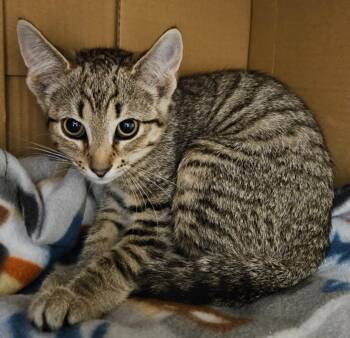 Dior -  Domestic Short Hair Cat for Adoption in Bloomington, Indiana - Dior | PetCurious
