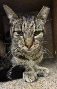 Domestic Short Hair Cats Available for Adoption in Rancho Cucamonga, California - A778902 | PetCurious