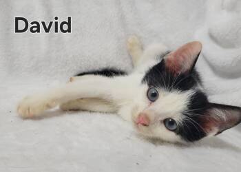 Rescue Domestic Short Hair Cats for Adoption in Laplace, Louisiana - David | PetCurious