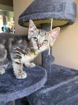 Wyatt Spencer -  Domestic Short Hair Cat for Adoption in Berwick, Pennsylvania - Wyatt Spencer | PetCurious