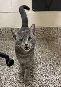Domestic Short Hair Cats Available for Adoption in Westland, Michigan - Kyle | PetCurious