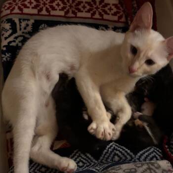 Mamita -  Siamese and Domestic Short Hair Cat for Adoption in Fayetteville, Georgia - Mamita | PetCurious