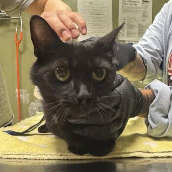 Private Pigeon -  Domestic Short Hair Cat for Adoption in Baltimore, Maryland - Private Pigeon | PetCurious