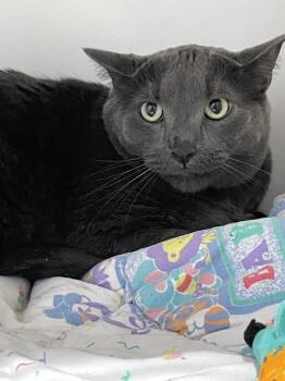Coco -  Domestic Short Hair Cat for Adoption in Ferndale, Michigan - Coco | PetCurious