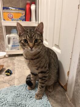 Tabby and Domestic Short Hair Cats Available for Adoption - Phantom | PetCurious