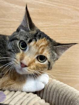Domestic Short Hair Cats Available for Adoption in Sioux Falls, South Dakota - *Phyllis | PetCurious