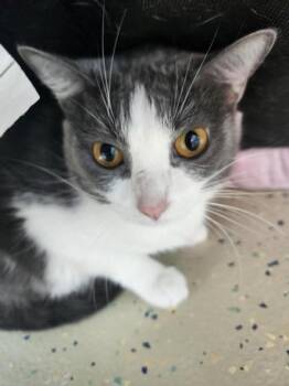 Luna -  Domestic Short Hair Cat for Adoption in Columbus, Indiana - Luna | PetCurious